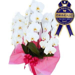生花 胡蝶蘭 3本の人気商品 通販 価格比較 価格 Com