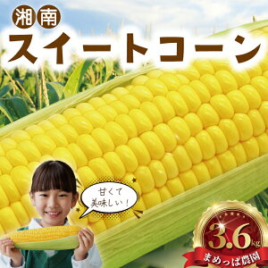 yӂ邳Ɣ[Łz XC[gR[ 3.6kg (9~11{) ̂ Ƃꂽ Ƃ낱 gERV s\ 2026N6 R[ VN W[V[ Â   Ƃ Y { Ė  