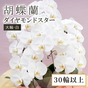 yӂ邳Ɣ[Łz Ӓ   _ChX^[ 30 ȏ Q ܂ m A   ϗtA  hana  m m   j  R`E 傤 