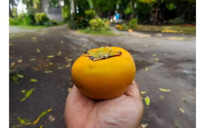 【ふるさと納税】 柿 富有柿 次郎柿 5kg 品種おまかせ 訳あり 訳アリ わけあり かき カキ もぎたて くだもの 果物 果実 フルーツ 旬 新鮮 先行予約 数量限定 産地直送 農家直送 健康 ビタミン