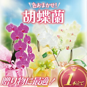 yӂ邳Ɣ[Łz Ӓ 1{  F ܂ ( sN F  ) m A   ϗtA  hana 10000~ Q  m m   j  R`E 傤 
