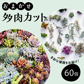 【ふるさと納税】 多肉植物 お任せ カット 60個 苗 多肉 植物 季節 たにくしょくぶつ ショクブツ タニク 多種類 グリーン インテリア 自然 DIY 乙女心 群月花 月兎耳 アロマティカス ルビーネックレス ブロンズ姫 斑入りベビーサンローズ 観葉植物 渡辺花園 神奈川 湘南 藤沢