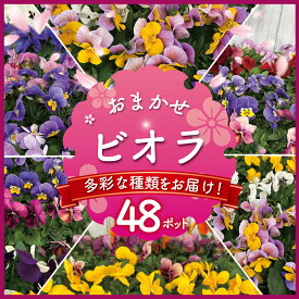 【ふるさと納税】 ビオラ おまかせ 48ポット セット 花 生産農場 直送 寄せ植え ガーデニング 観葉植物 緑 はな hana 苗 びおら ハナ biora グリーン ぐりーん 生花 しょくぶつ スタンド花 プランター ベランダ 庭 季節 庭づくり 花苗 植物 渡辺花園 神奈川 湘南 藤沢