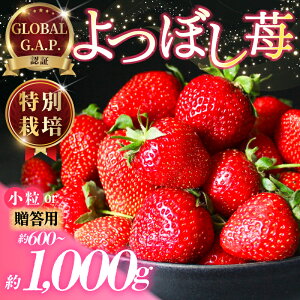 yӂ邳Ɣ[Łz  ʍ͔| ڂ 600~1000g st 2026N1~4 GLOBALG.A.P. F uh  C`S Xgx[ strawberry  ƒp t[c ʕ ʌ Ԍ