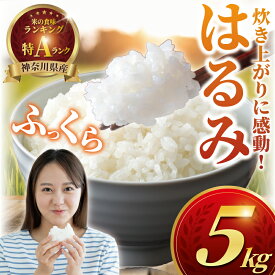 【ふるさと納税】 先行予約 特Aランク 米 はるみ 5kg こめ 令和7年度産 甘い ツヤ キヌヒカリ コシヒカリ こしひかり kome ※ お米 白米 ご飯 ごはん 弁当 精米 ブランド米 農家直送 数量限定 産地直送 藤沢洋蘭 神奈川 湘南 藤沢