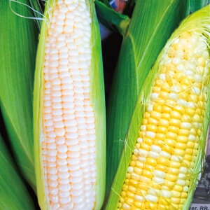 yӂ邳Ɣ[Łz 󂠂 Ƃ낱 v 10{  4 ` 5kg ܂ ̗d ~tB[ A L ̂ Ƃꂽ gERV s\ 2026N6 R[ VN Ƃ Y 