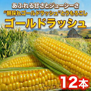 yӂ邳Ɣ[Łz Ƃ낱 S[hbV 12{ ̂ Ƃꂽ gERV s\ 2026N6 R[ VN W[V[ [   Ƃ Y { Ė  