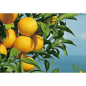 yӂ邳Ɣ[Łzq󏭏ir_ސ쐶܂̊k uÓS[hv( In͔|)o׊JnF2026N36o׊Jn`2026N331o׏Iyt[c IW ʕ k p ƒp 