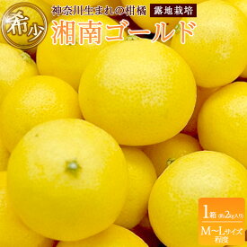 【ふるさと納税】〈希少商品〉神奈川生まれの柑橘 「湘南ゴールド」( 露地栽培)＜出荷開始：2026年3月6日出荷開始～2026年3月31日出荷終了＞【フルーツ オレンジ 果物 柑橘 贈答用 家庭用 自宅用 神奈川県小田原市】