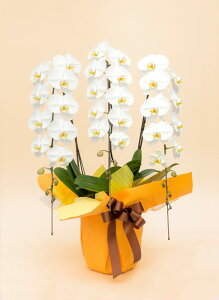 胡蝶蘭 生花の人気商品 通販 価格比較 価格 Com