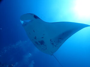 必要充分な機能を備えたダイビング重器材・ベーシックセット