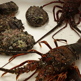 【ふるさと納税】 新鮮！天然活伊勢海老と天然活あわび