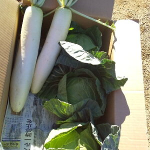 yӂ邳Ɣ[Łz ~SAYURAN ؃Zbg  l Zbg _CR 卪 Lxc  Ju ق  t Ԍ   ؗ ͂ [H fBi[ { OY 