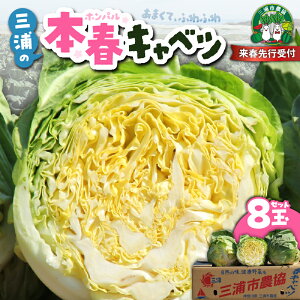 【ふるさと納税】【先行予約】 甘ーくてふわふわ柔らかな三浦の本春(ホンパル) キャベツ 8玉 セット 春 春キャベツ 本春 旬 ふわふわ 野菜 ベジタブル おいしい 柔らかい 新鮮 旬 期間限