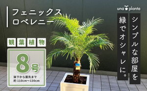 yӂ邳Ɣ[ŁzϗtA tFjbNXxj[ x 8it܂ŖH110cm`130cmjb   JXj Vzj j V̖ p[c[ 썑 V{c