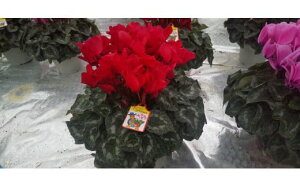 yӂ邳Ɣ[Łz25_012-15-1@qԉ̐`̉ԁ@VNi6j