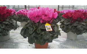 yӂ邳Ɣ[Łz25_017-12-1@qԉ̐`̉ԁ@VNi7j