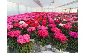 yӂ邳Ɣ[Łz25_006-16-1@|̐`̉ԁ@VNi5j