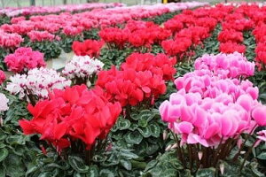 yӂ邳Ɣ[Łz25_012-08-1@ycԉ̐`̉ԁ@VNi6j