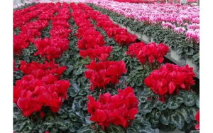 yӂ邳Ɣ[Łz25_012-07-1@|̐`̉ԁ@VNi6j