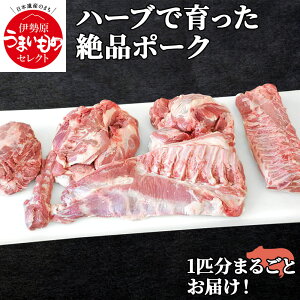 yӂ邳Ɣ[Łzin[u|[N ۂ1C [45kg`50kg] XCXĂ͂Ibؓ Ԃ [0188]