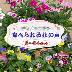 yӂ邳Ɣ[Łz_ƒI񂿂̃GfBut[sIׂ|bgF6|bg^12|bg^24|bgtbA Ϗܗp Hp    gbsO t킹 [0773-0776]