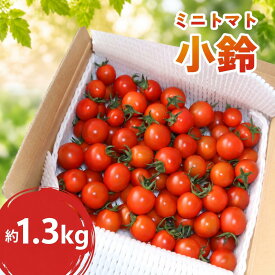 【ふるさと納税】 ミニトマト 小鈴 1.3kg【 2027年 先行予約 】 野菜 やさい 果物 とまと tomato プチトマト こすず 甘い リコピン トマト フルーツ 甘み 酸味 産地直送 国産 数量限定 人気 限定 農家直送 サラダ トマトソース ミネストローネ 鴨志田農園 神奈川 海老名