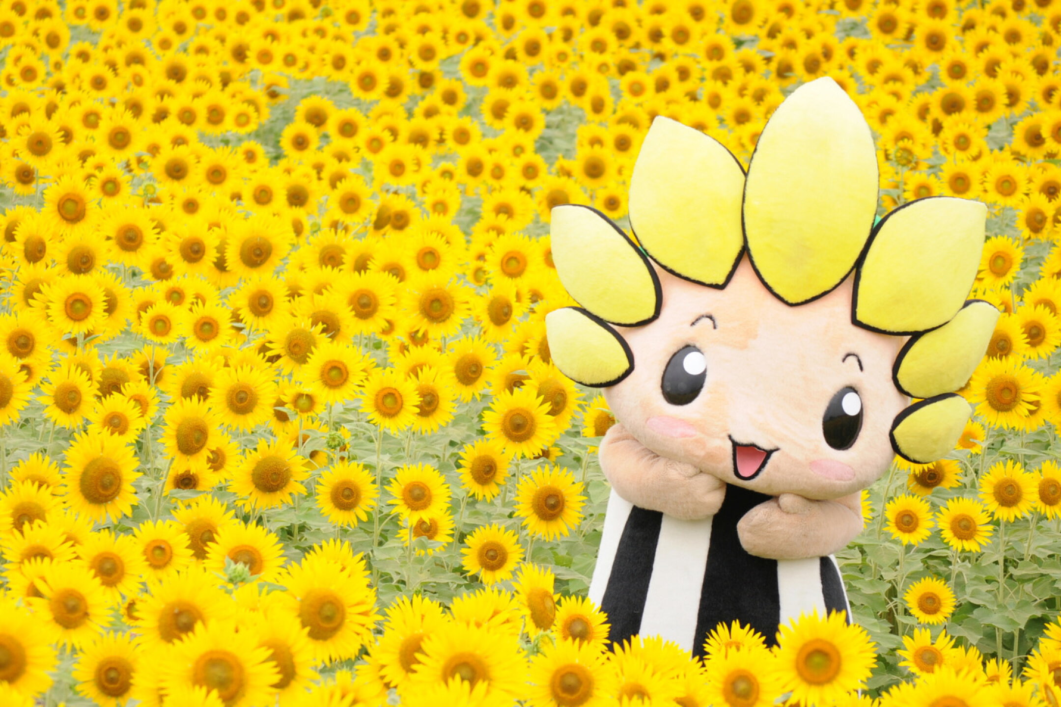 約55万本のひまわり畑