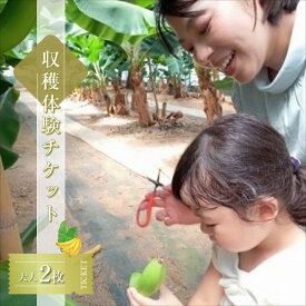 【ふるさと納税】金太郎バナナ 収穫適期バナナの収穫と試食体験ペアチケット（大人：2枚）【 体験 試食 収穫 チケット おいしい 果物 くだもの フルーツ お歳暮 お中元 】