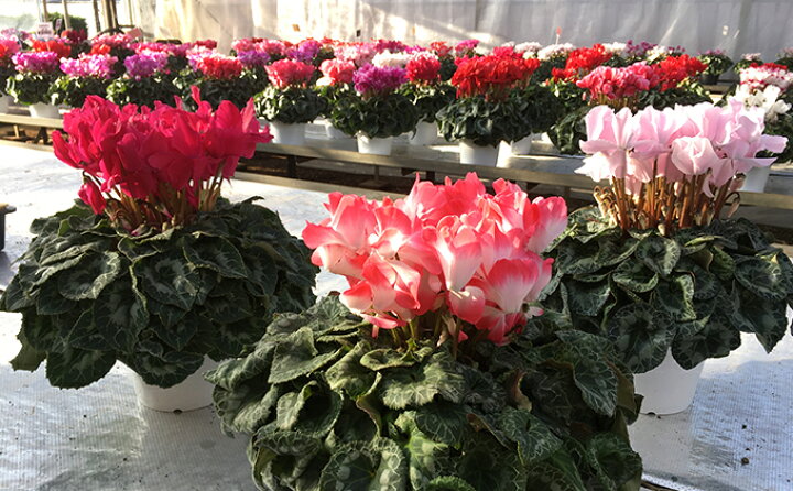 楽天市場 ふるさと納税 シクラメン6号鉢 花 シクラメン 鉢 お届け 11月下旬 12月上旬まで 神奈川県綾瀬市