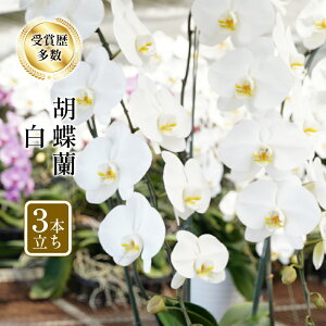 yӂ邳Ɣ[ŁzAZm R`E  3{ Ӓ  A ϗtA Smi]_ѐYb