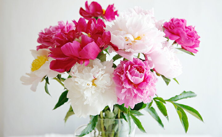 楽天市場 ふるさと納税 湘南のシャクヤク 切り花13本入り 大谷芍薬園 植物 花 花束 お届け 22年4月中旬から4月下旬まで 神奈川県寒川町