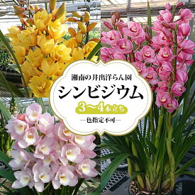 【ふるさと納税】湘南の洋蘭 シンビジウム 3～4本 色の指定不可 シンビジューム Cymbidium 蘭 ラン らん 花 お花 生花 ピンク 黄色 白 インテリア ギフト 贈り物 神奈川県 寒川町　お届け：2025年11月中旬～2026年2月中旬