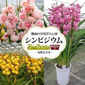 【ふるさと納税】湘南の洋蘭 シンビジウム 5～6本 陶器鉢入り 色の指定不可 シンビジューム Cymbidium 蘭 ラン らん 花 お花 生花 ピンク 黄色 白 インテリア ギフト 贈り物 神奈川県 寒川町　お届け：2025年12月上旬～2026年2月中旬