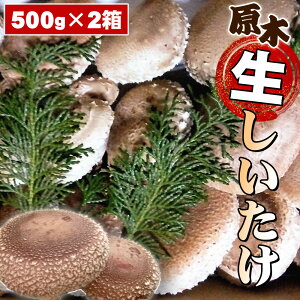 yӂ邳Ɣ[ŁzNo.081 ؐ ^ VC^P ő ̂ LmR     Ri NkM  _ސ쌧 Yi