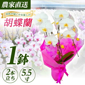 yӂ邳Ɣ[Łzy2{5.5zY_ƒIӒ 1yYmzJ m     [BDAB006]