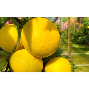 �y�ӂ邳�Ɣ[�Łz�y�󏭃t���[�c�z�n���E�Ó�S�[���h(L�EM�T�C�Y)2kg�@2026�N3����{�`3�����{�������\�� | ���͌��� ���� L�T�C�Y M�T�C�Y 2kg �n�� �Z�� �n����Y�i ���k��