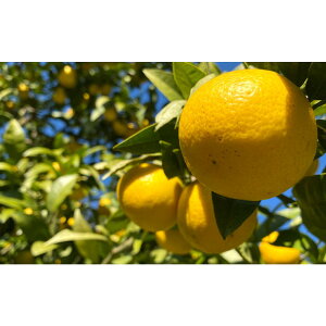 �y�ӂ邳�Ɣ[�Łz�y�󏭃t���[�c�z�y�I�n�͔|�z�Ó�S�[���h(�ƒ�p)�@2kg�@2026�N3�����{���`4�����{�������\�� | ���͌��� 2kg �n����Y�i �I�n�͔| �n�� ���k�� �t���b�V��