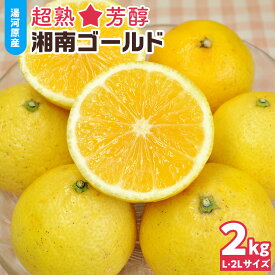 【ふるさと納税】【希少フルーツ】超熟☆芳醇・湘南ゴールド(L・2Lサイズ)2kg　2027年3月下旬頃～4月上旬頃発送予定 | 湯河原町 中玉 Lサイズ 2Lサイズ 2kg 長期熟成 種なし 地域特産品