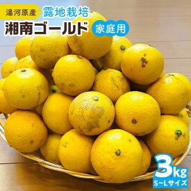 【ふるさと納税】【希少フルーツ】【露地栽培】湘南ゴールド(家庭用)　3kg　2027年3月中旬頃～3月下旬頃発送予定 | 湯河原町 3kg 地域特産品 露地栽培 熟成 柑橘類 フレッシュ