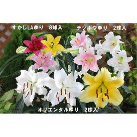 楽天市場 ユリ 球根の通販 楽天市場 ユリ 球根の通販