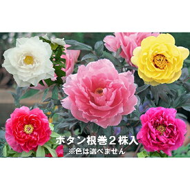 楽天市場 球根 種類 植物 ボタン の通販 楽天市場 球根 種類 植物 ボタン の通販