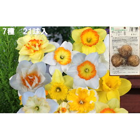 【ふるさと納税】スイセン 球根 セット 21球 すいせん 水仙 植物 花 フラワー ガーデニング 園芸 花壇 秋植え 春咲き 庭 新潟県 新潟市 ※2026年10月上旬～12月下旬お届け　お届け：2026年10月上旬～12月下旬