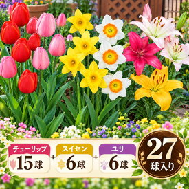【ふるさと納税】【ふるさと納税】チューリップ スイセン ユリ 球根 セット 27球 ミックス 植物 花 ゆり 水仙 秋植え 春咲き フラワー ガーデニング 園芸 花壇 庭 新潟県 新潟市　お届け：2026年10月上旬～12月下旬