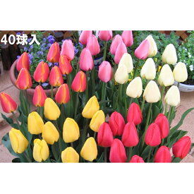 【ふるさと納税】チューリップ 球根 特大球 セット 40球 植物 花 フラワー ガーデニング 園芸 花壇 秋植え 春咲き 庭 新潟県 新潟市 ※2026年10月上旬～12月下旬お届け　お届け：2026年10月上旬～12月下旬