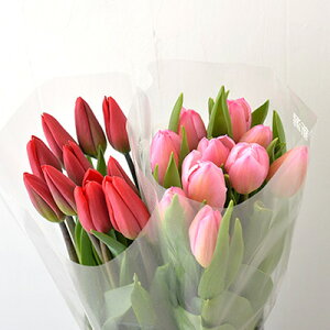 �y�ӂ邳�Ɣ[�Łz�t�����[�t�@�[������˂̃`���[���b�v�؉�20�{�i�ԁE�s���N�@�e10�{�j �`���[���b�v �ԑ� �� �A�� �t�����[ �@���͂��F2025�N12�����{�`2026�N3�����{