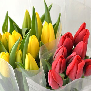 �y�ӂ邳�Ɣ[�Łz�t�����[�t�@�[������˂̃`���[���b�v�؉�20�{�i���E�ԁ@�e10�{�j �`���[���b�v �� �A�� �ԑ� �؉� �@���͂��F2025�N12�����{�`2026�N3�����{