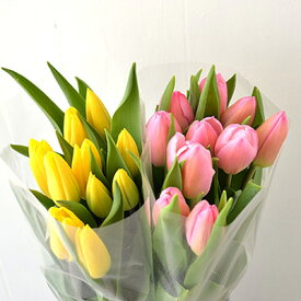 【ふるさと納税】フラワーファームしろねのチューリップ切花20本（黄・ピンク　各10本） 植物 花束 　お届け：2025年12月中旬～2026年3月下旬