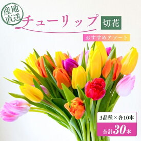 【ふるさと納税】フラワーファームしろねのチューリップ切花30本おすすめアソート（3品種×各10本） チューリップ 花束 植物 フラワー 花 　お届け：2026年12月中旬～2027年3月下旬