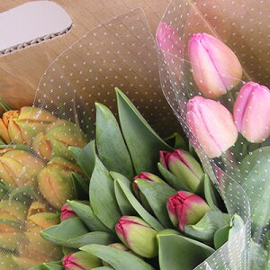 �y�ӂ邳�Ɣ[�Łz�t�����[�t�@�[������˂̃`���[���b�v�؉�30�{�������߃A�\�[�g�i3�i��×�e10�{�j �`���[���b�v �ԑ� �A�� �t�����[ �� �@���͂��F2025�N12�����{�`2026�N3�����{